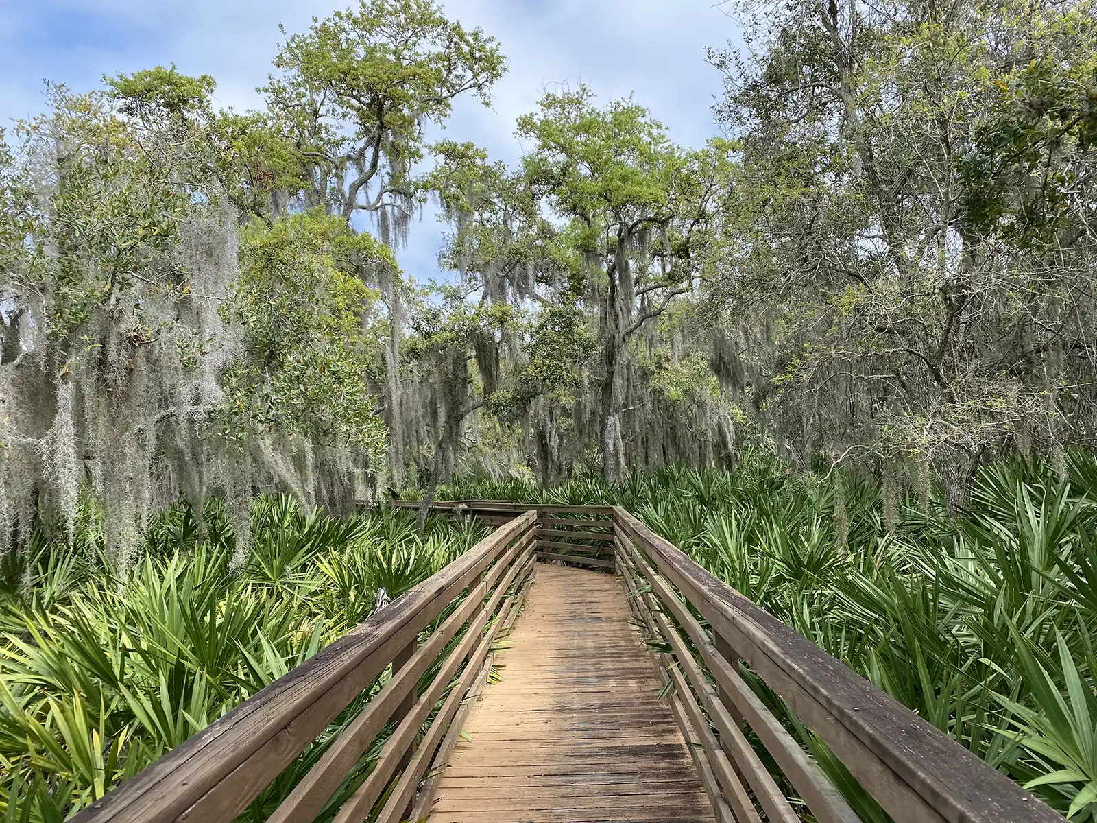 a wooden boardwalk path winding through the trees