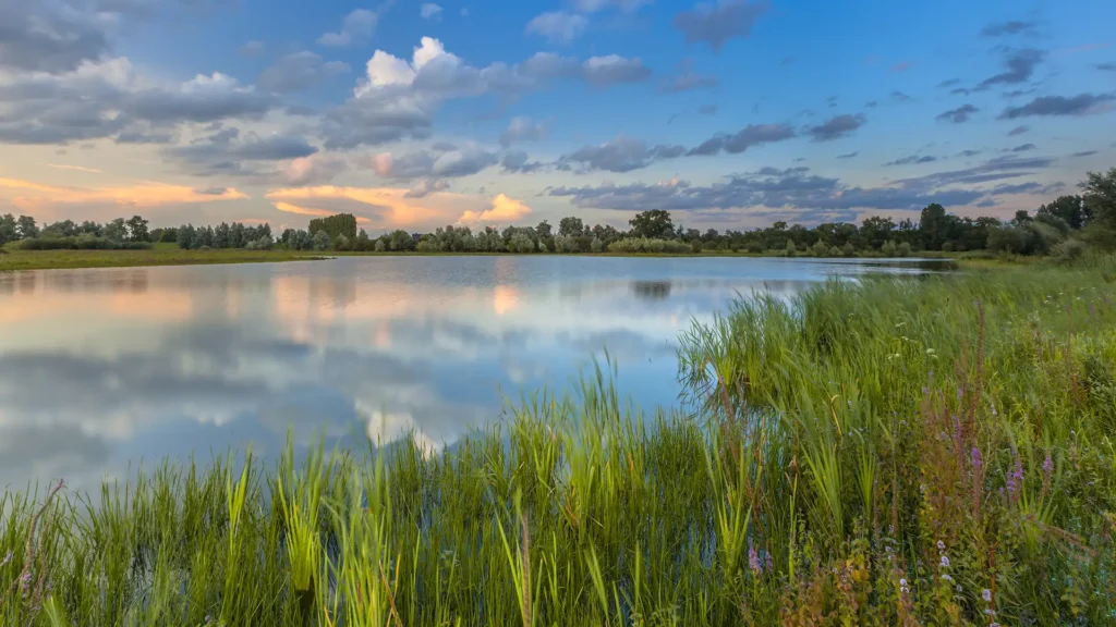 lush river bank vegetation in forelands