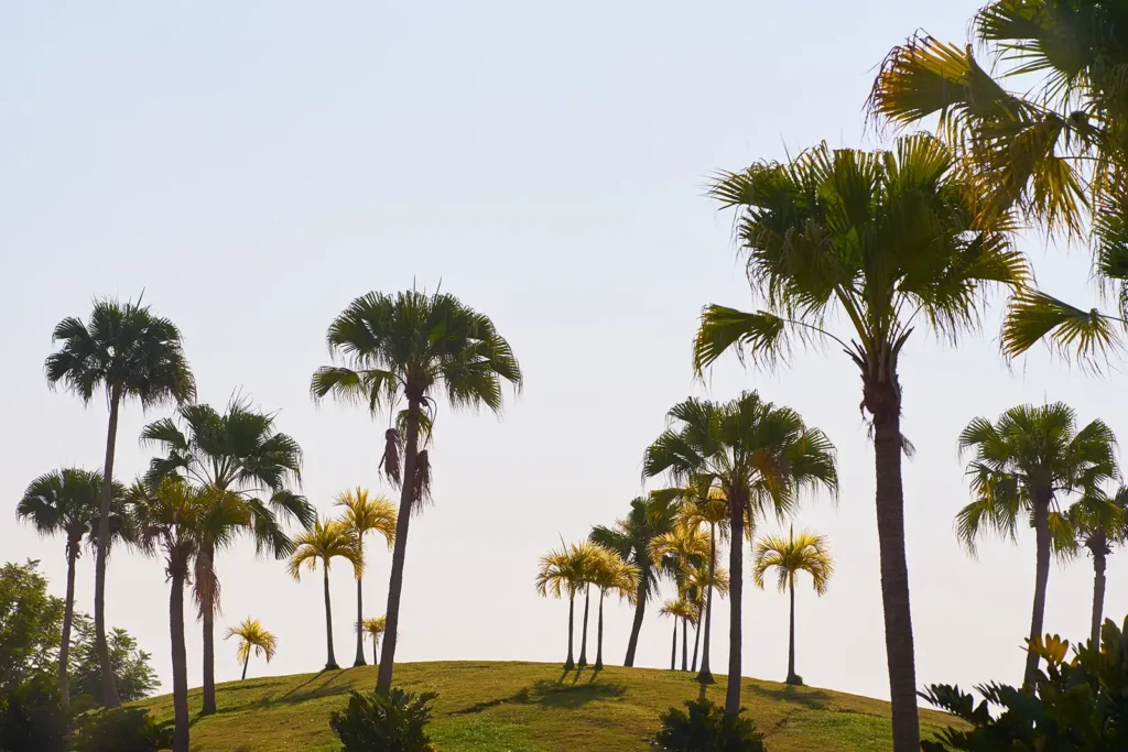 palm trees with clear skies