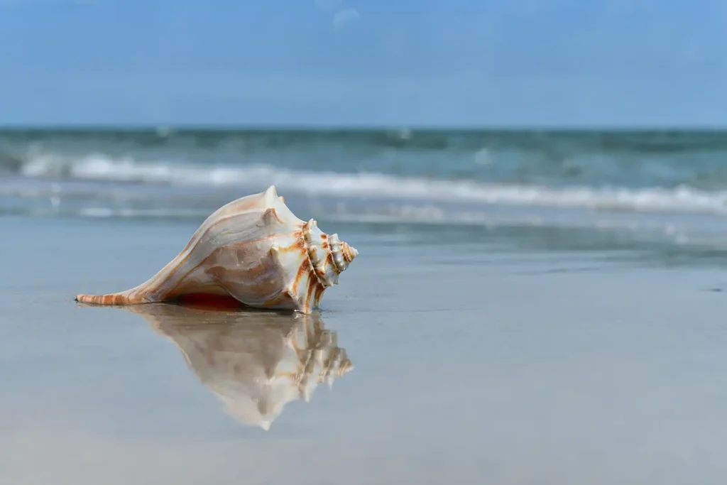 seashell washed up on the beach at the ocean in florida