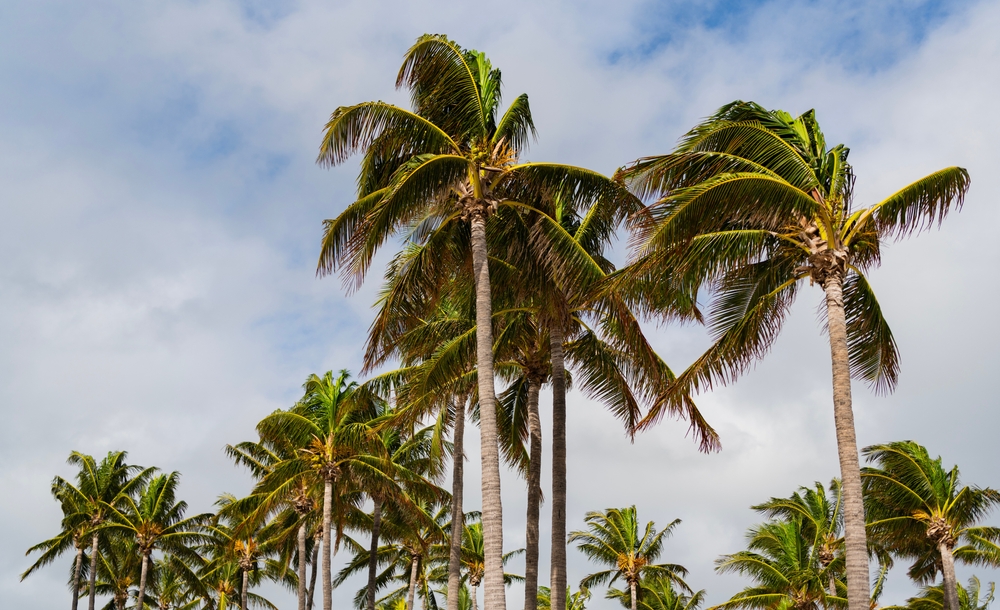 Tropical,Beach,In,Miami.,Tropical,Outdoor,Scene,With,Palm,Tree. psychological evaluation vs psychiatric evaluation